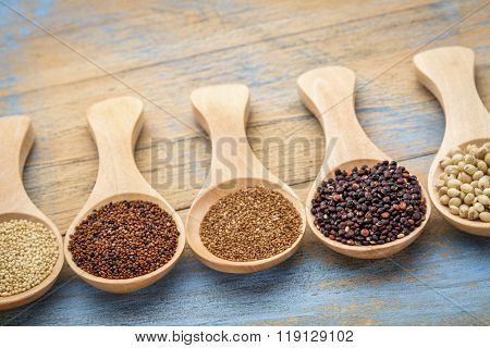 gluten free grains (amaranth,kaniwa,teff, black quinoa, sorghum) on wooden spoons