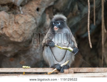 Dusky Leaf Monkey Spectacled Langur Trachypithecus Obscurus