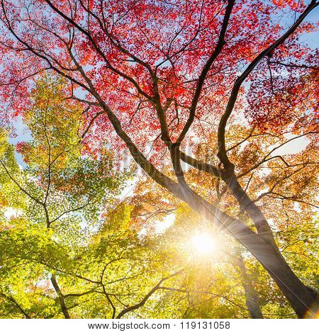 Colorful autunm treetops.