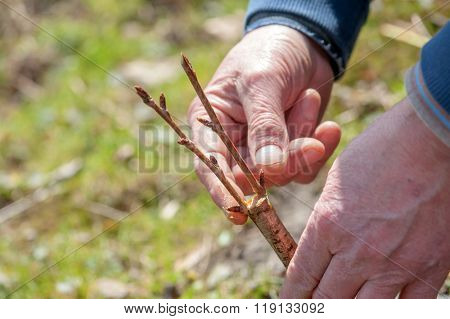 gardening work in spring time