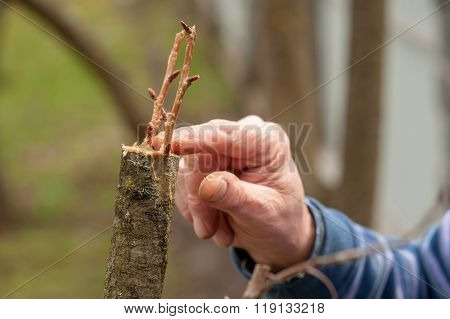 gardening work in spring time