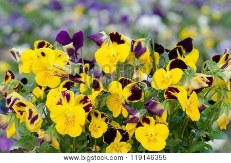 Viola Cornuta, Horned Pansy, Tufted Pansy