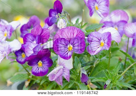 Viola Cornuta, Horned Pansy, Tufted Pansy