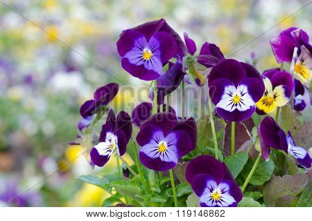 Viola Cornuta, Horned Pansy, Tufted Pansy