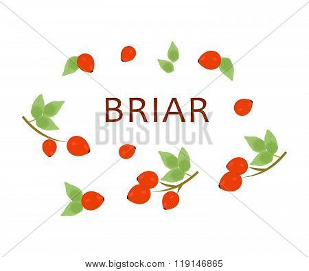 The Red Briar