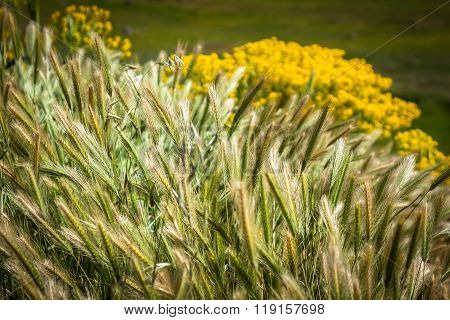 Morocco, High Atlas Mountains, Agricultural Land On The Fertile Foothills Near Ansi.