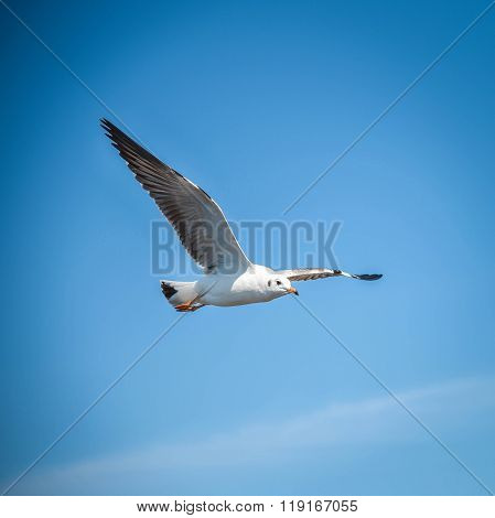 Seagull Flying In The Blue Sky