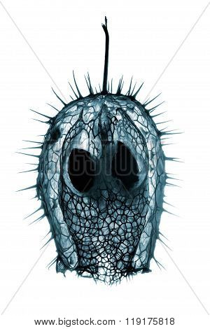 Fruit Of Echinocystis Lobata