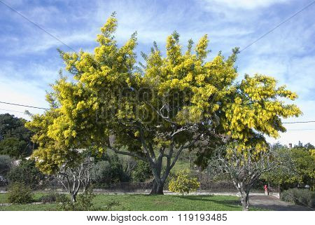 Big mimosa's tree blooming