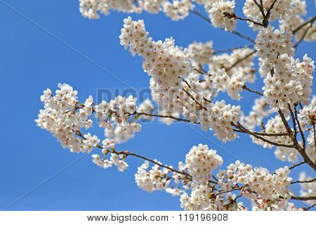 Soft focus of Japanese Sakura cherry blossom trees with white flowers against blue sky during spring in Kyoto, Japan