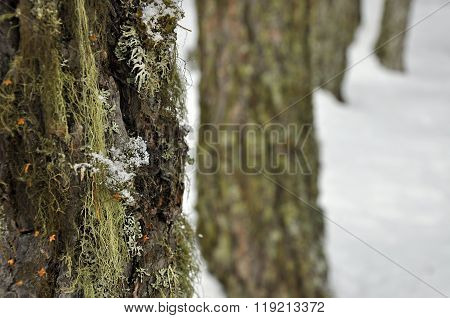 The pine tree