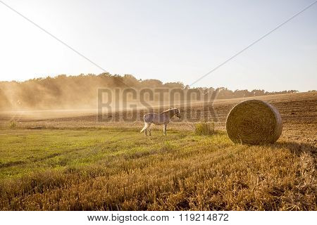 Landscape With Harvested Field And White Horse