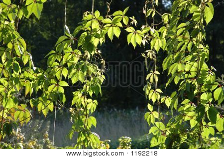 Climbing Plants With Leaves In Sunlight