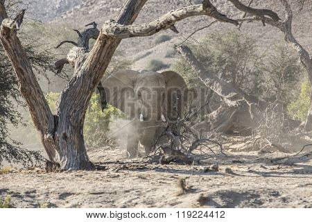 Elephant in the Kunene Region of Namibia
** Note: Visible grain at 100%, best at smaller sizes