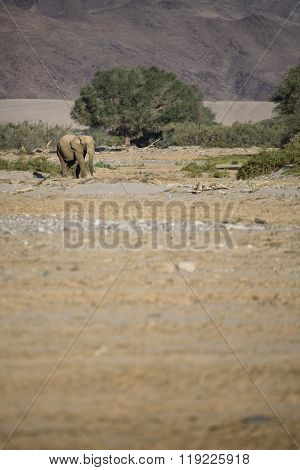 Desert Elephant in the Kunene region of Namibia.