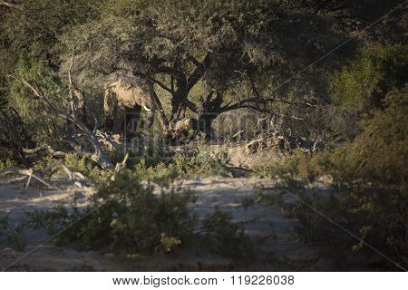 Desert Elephant in the Kunene region of Namibia.