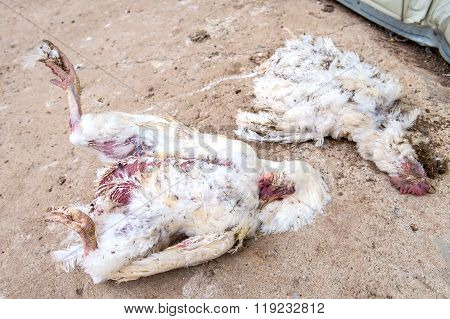 Dead Chicken From Avian Influenza In Farm.