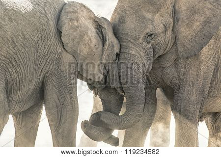 Elephant at a water hole in Etosha National Park.