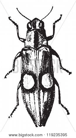 Buprestidae, vintage engraved illustration. Dictionary of words and things - Larive and Fleury - 1895.