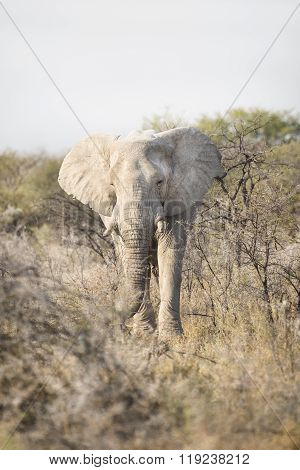 Bull elephant in Etosha National Park, Namibia.