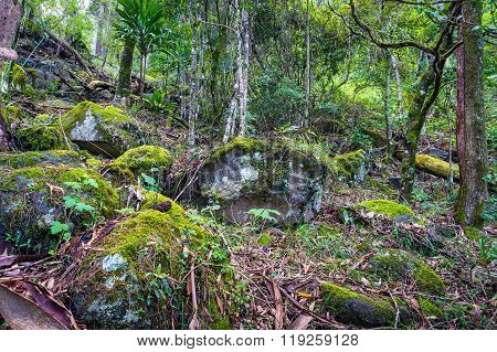 Ancient Gondwana rainforest. Nature rainforest in Lamington National Park Queensland Australia. Nature background of tropical rainforest