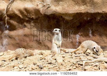 Meerkat Or Suricate
