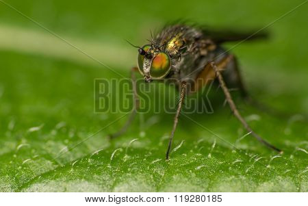 Macro photo of a Dolichopodidae fly, insect