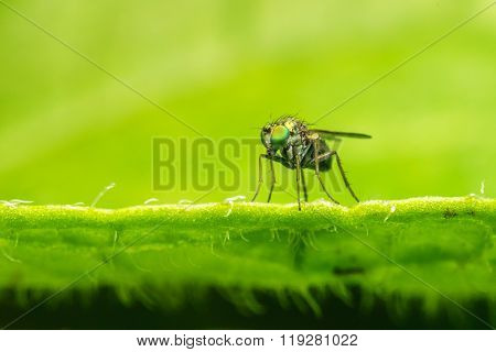 Macro photo of a Dolichopodidae fly, insect