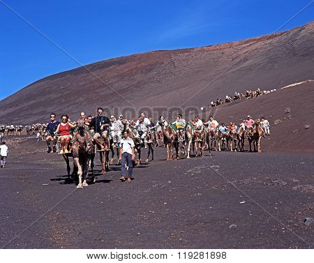Camel Safari, Lanzarote.