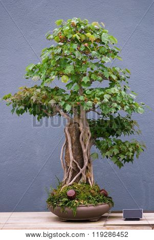 Maple Bonsai Tree