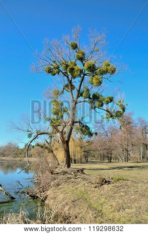 The tree trunk willow struck by a parasite mistletoe plant.