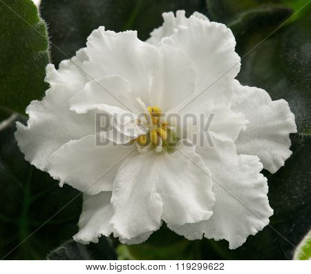 White Violet Flower