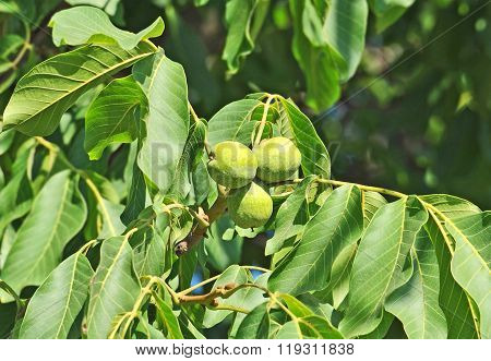 Walnut Tree (juglans Regia) With Fruit