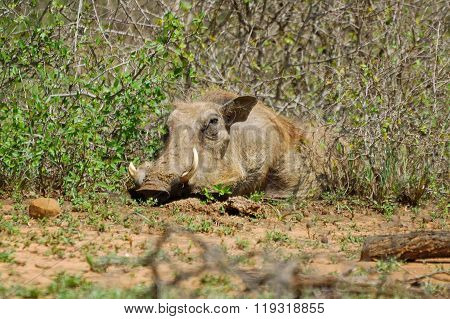 Warthog Is Lazy In The Sun In Africa