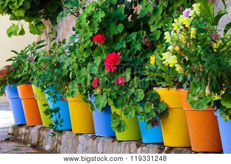 Flowers In Colorful Pots