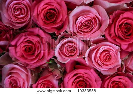 Beautiful Pink Roses