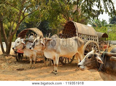 Cow Carriage Taxi At Mingun Pagoda In Mandalay