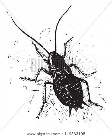 Cockroach, vintage engraved illustration. Dictionary of words and things - Larive and Fleury - 1895. 