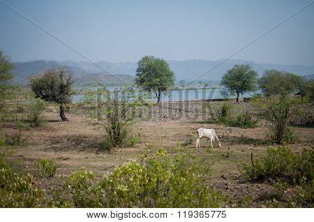 A Cow Eating Grass