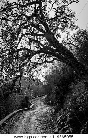 Pathway Under The Tree