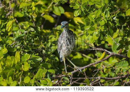 Yellow-crowned Night Heron