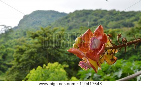 cannonball flower on mountain background