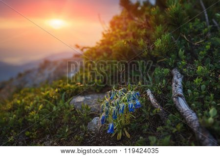 Carpathian Mountains. Flower Bell On The Background Of The Rising Sun In The Mountains.