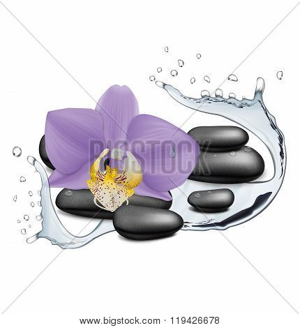 Orchid Flower, Water Splash And Zen Stone. Vector Illustration