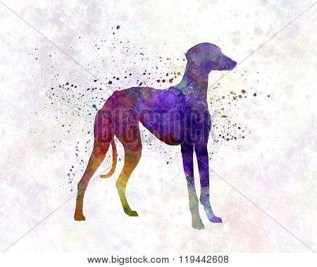 Arabian Greyhound In Watercolor