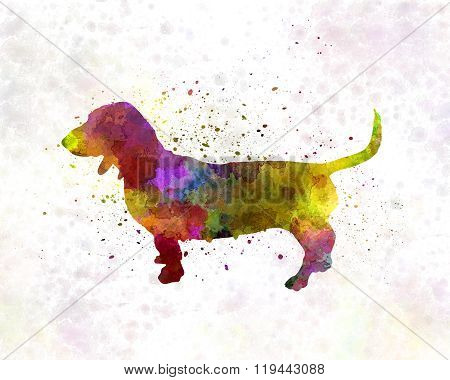 Artesian Norman Basset In Watercolor