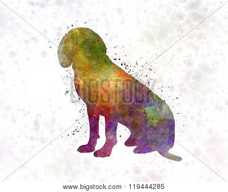 Bavarian Mountain Scenthound In Watercolor
