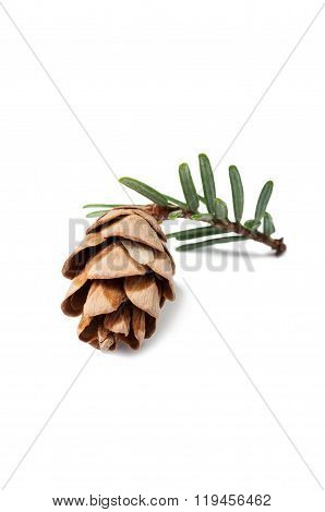 Fir Cone.