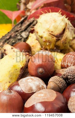 Closeup Of Autumn Acorn And Horse Chestnuts