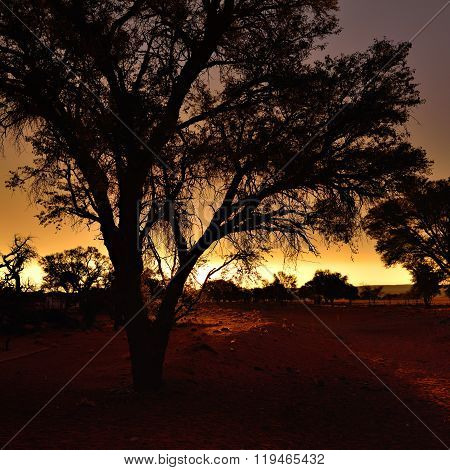 Namibia, Africa, Silhouette Of Tree